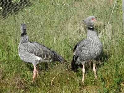 Kamichi à collier - 2014