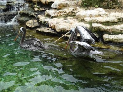 Pélican du Chili - 2014