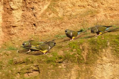 Perruche de Patagonie - 2014