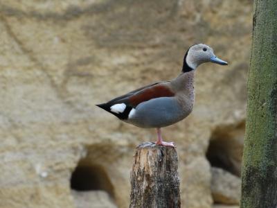 Sarcelle à collier - 2014