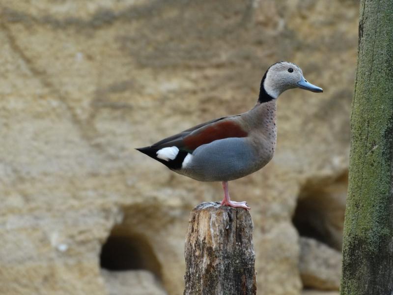 Sarcelle à collier