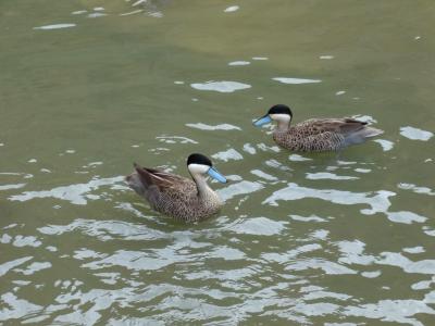 Sarcelle de la puna - 2014