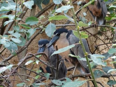 Savacou huppé - 2014