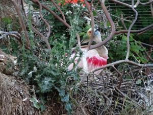 Spatule rose