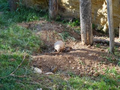 Tatou à 6 bandes - 2014