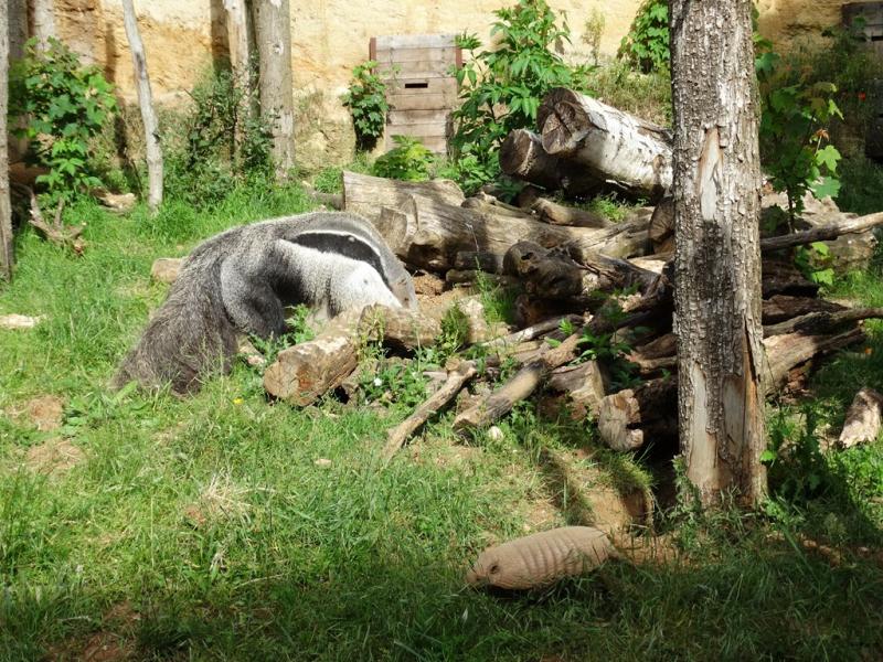 Tamanoir