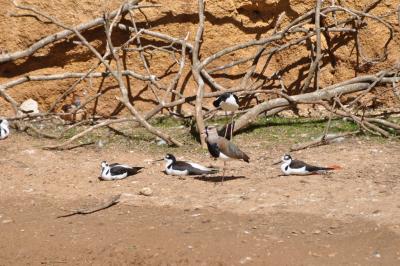 Vanneau du Chili - 2014