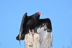 Vautour à tête rouge