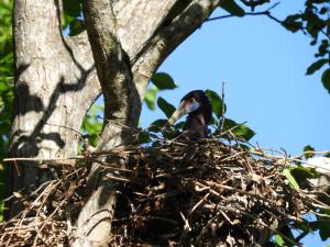 Cigogne d'Abdim