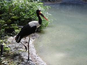 Jabiru