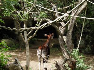 Okapi