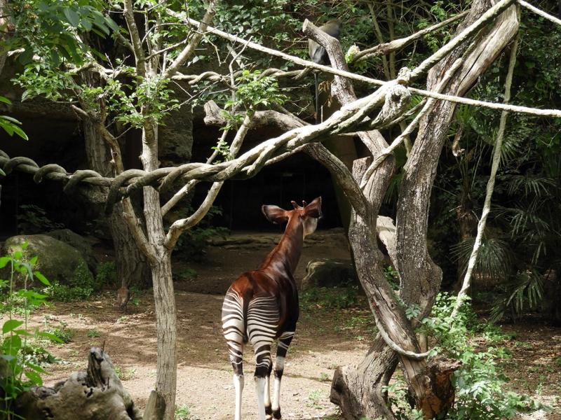 Okapi