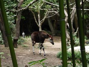 Okapi