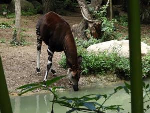 Okapi