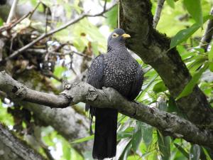 Pigeon des olives