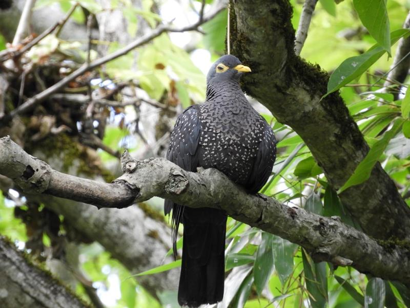 Pigeon des olives