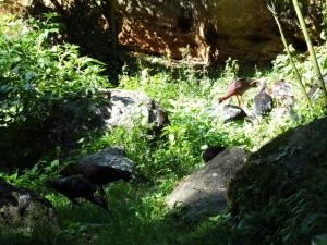 Ibis chauve - Ibis falcinelle