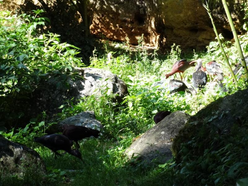 Ibis chauve - Ibis falcinelle