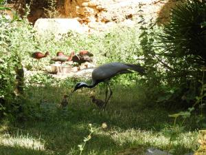 Grue Demoiselle