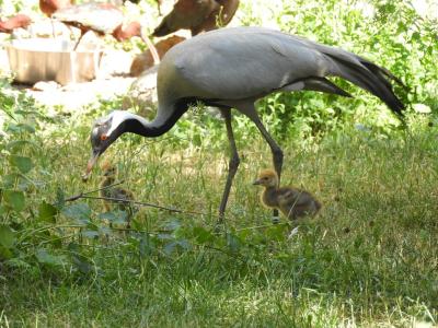 Grue Demoiselle - 2014