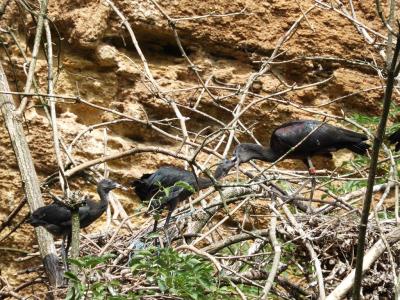 Ibis falcinelle - 2014