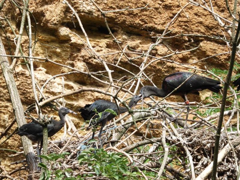Ibis falcinelle