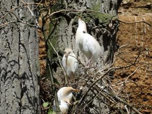 Aigrette garzette
