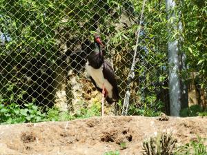 Cigogne noire