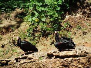 Ibis chauve