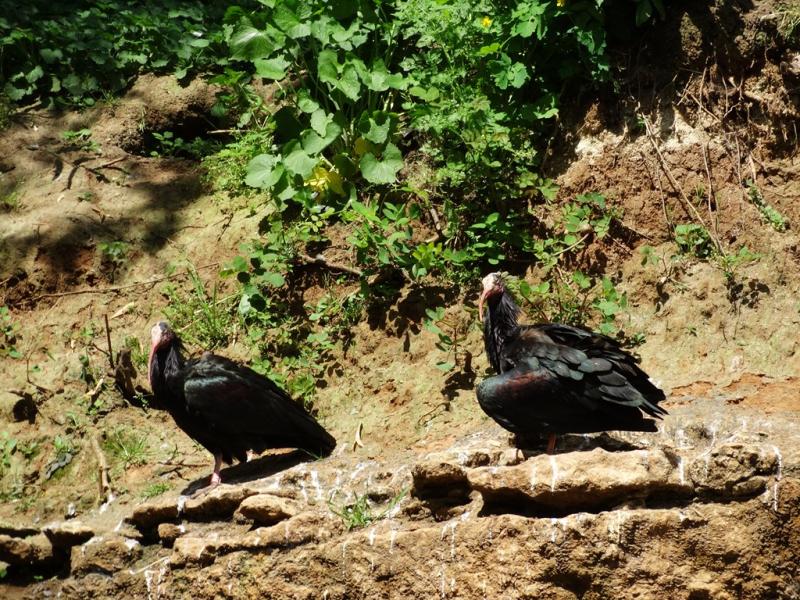 Ibis chauve