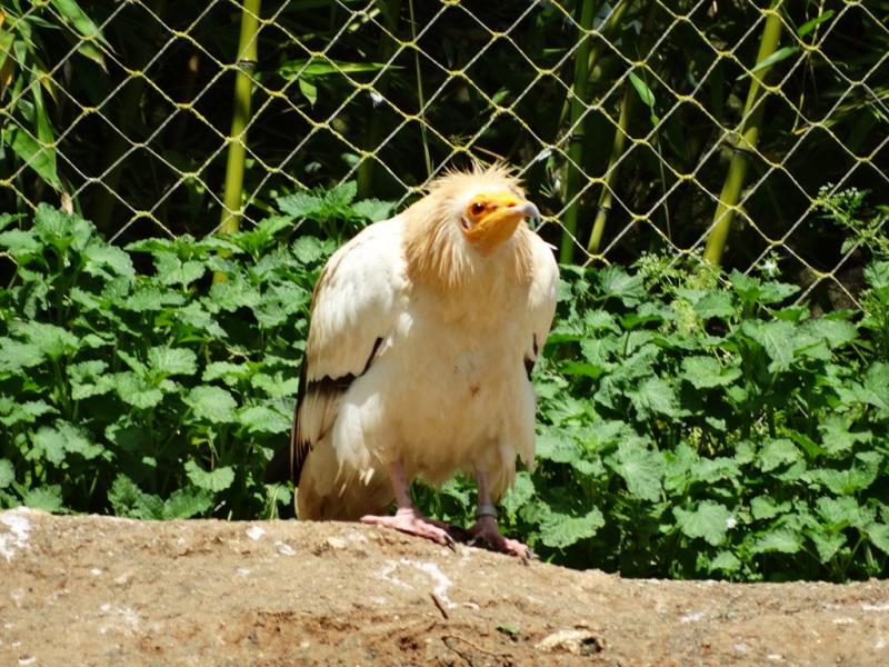 Percnoptère