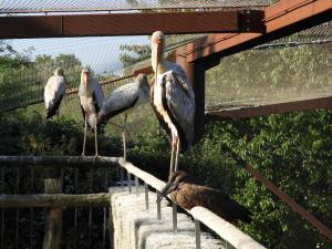 Le sanctuaire des okapis