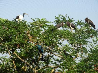 Le sanctuaire des okapis - 2014