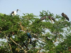 Le sanctuaire des okapis