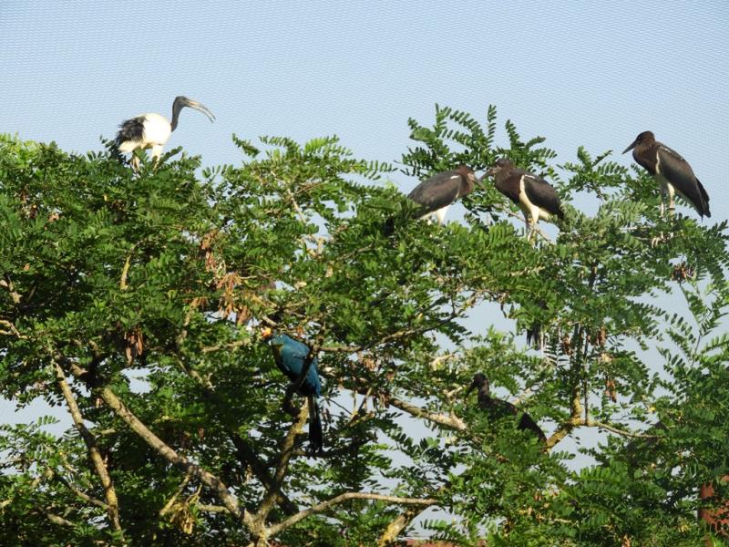 Le sanctuaire des okapis