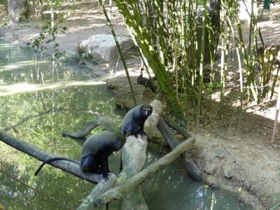 Cercopithèque à tête de hibou - 2014