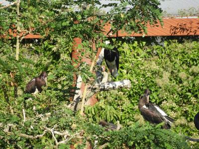 Cigogne d'Abdim - 2014