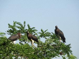 Cigogne d'Abdim