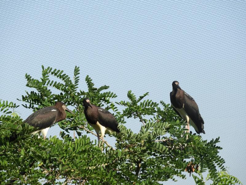 Cigogne d'Abdim