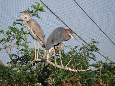 Héron goliath - 2014