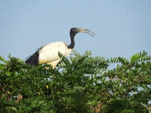 Ibis sacré