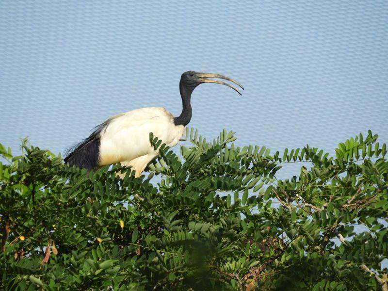 Ibis sacré