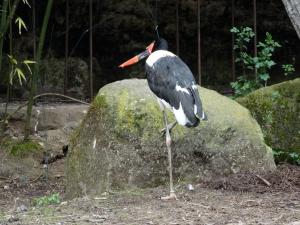 Jabiru