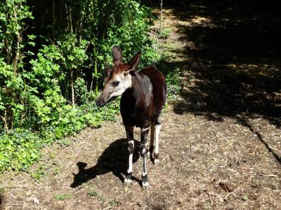 Okapi - 2014