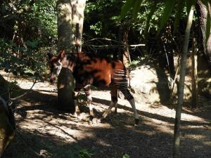 Okapi