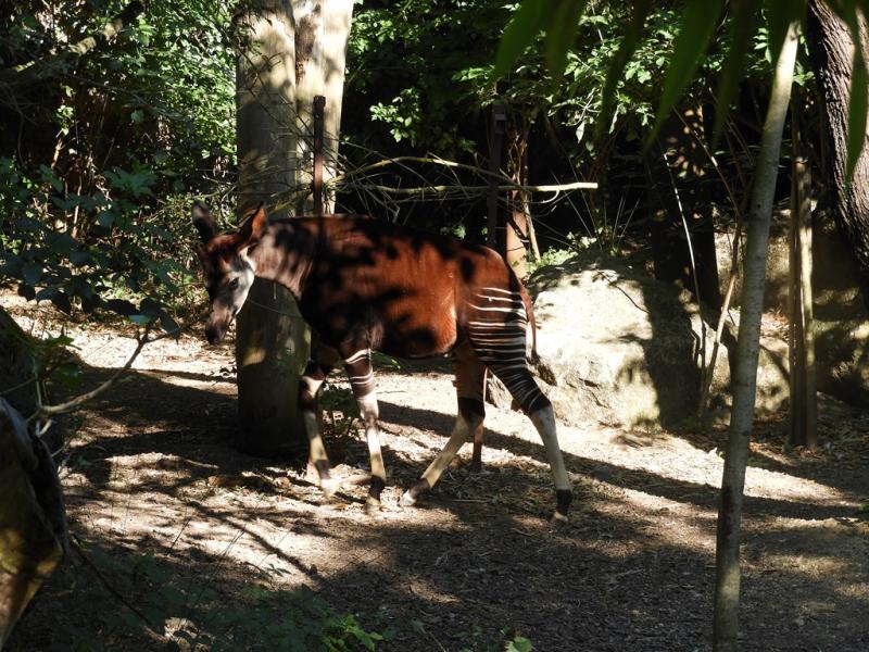 Okapi