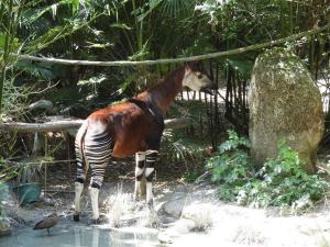 Okapi Do 19 O DSCN3760