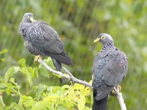 Pigeon des olives
