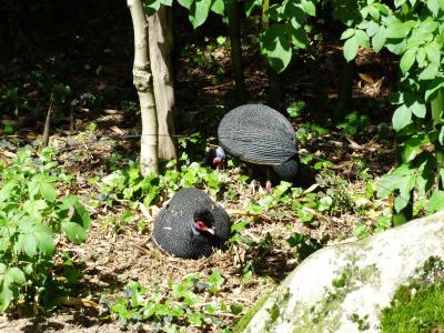 Pintade huppée - 2014