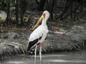 Tantale ibis